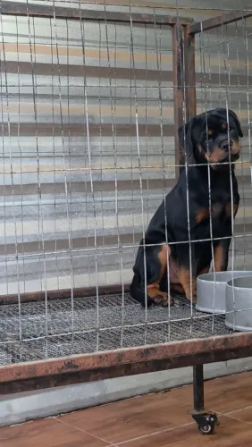 Rottweiler