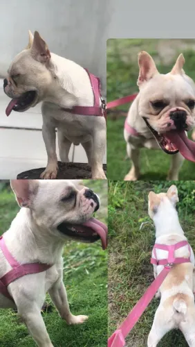 Bulldog Francês