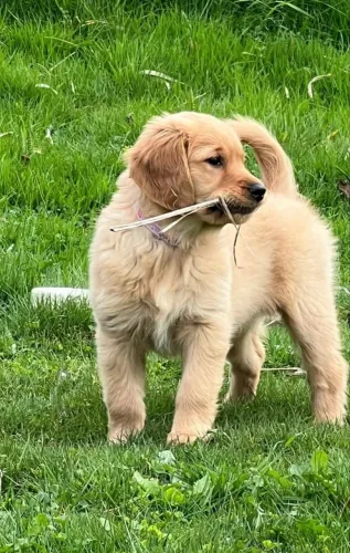 Golden Retriever charmoso