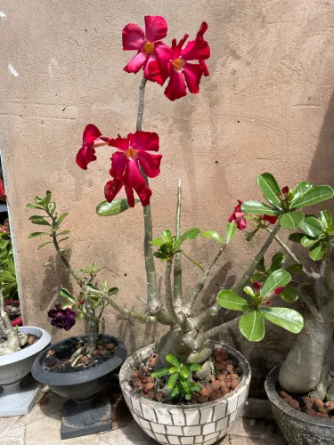 Rosa do deserto
