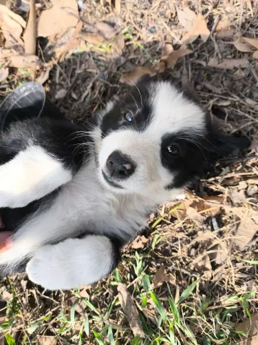 Filhote de Border Collie