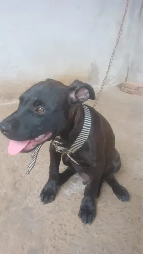 Cachorro macho pitbull