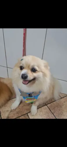 Em busca de uma namora
