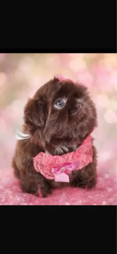 Shih-tzu vacinado com 55 dias 