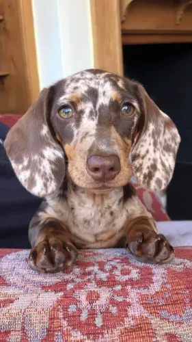 Dachshund trazendo carinho para sua família