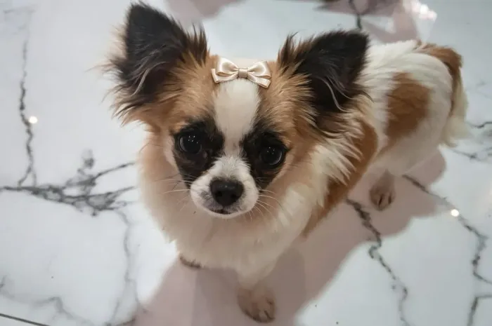 Cachorro