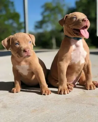 Pitbull Dias que começam com patas