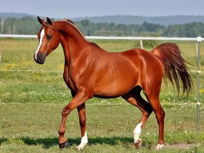 Esterco de Cavalo