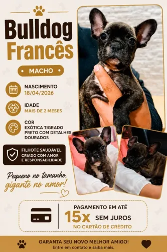 Bulldog Francês 