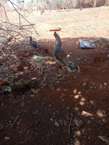Vendo frango índio top novo um carijó