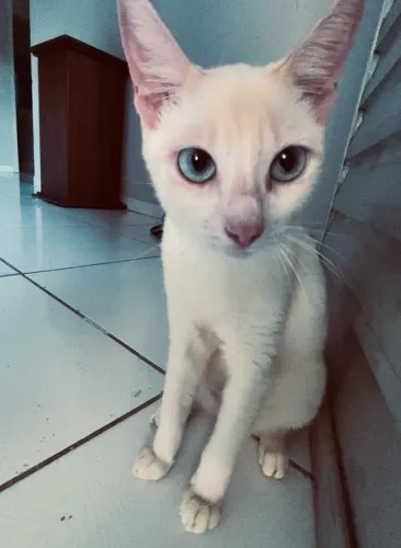 Gata pra doação 9 meses