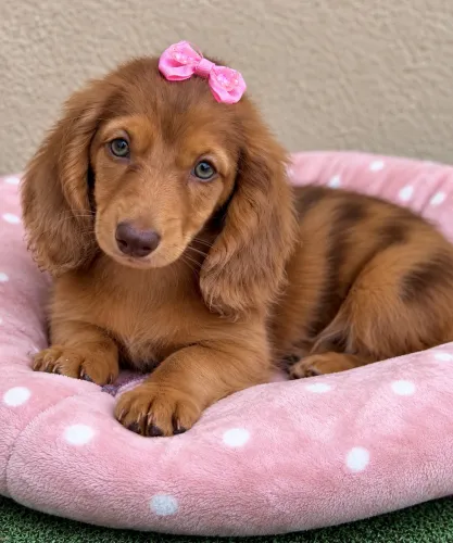 Dachshund fêmea kaninchen pelo longo 