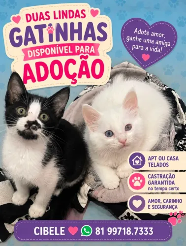 Gatinho para Adoção Recife