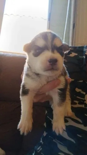 Filhote husky siberiano, Um filhote muda tudo para melhor!