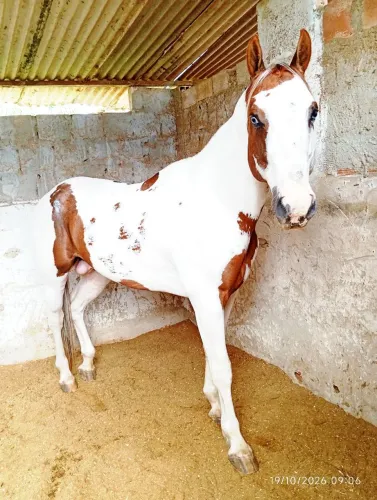 GARANHÃO PAINT HORSE P.O