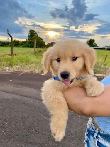 FILHOTES DE GOLDEN PARA DOAÇÃO!!!