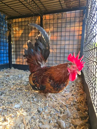 Galo garnize Nagazaki red