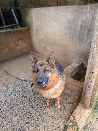 Cachorro pastor alemão 