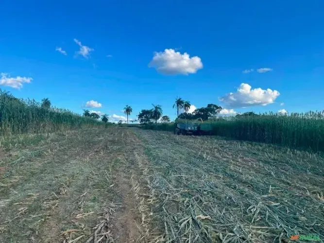 Fazenda em Açailandia