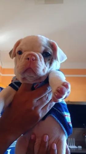 Buldogue Frances