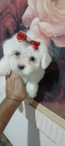Maltês macho e fêmea pêlo antialérgico