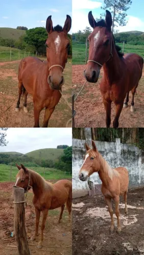 Vende- se égua com potro