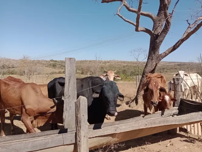 Fazenda de 50 Hectares/ Escriturada e Registrada em Palmital MG e Cabeceiras Grande