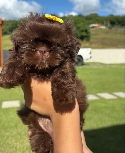 Shih tzu fêmea