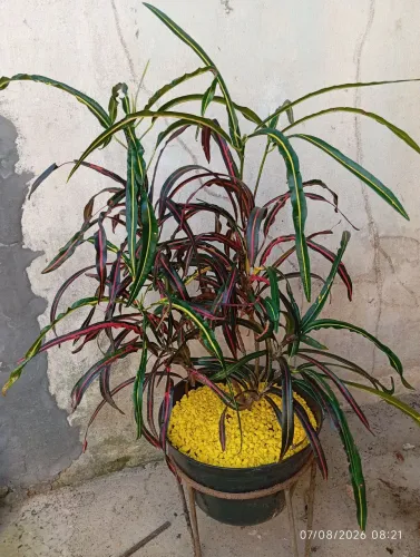 Plantas