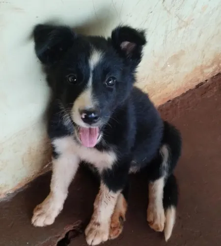 Filhote de Border Collie fêmea