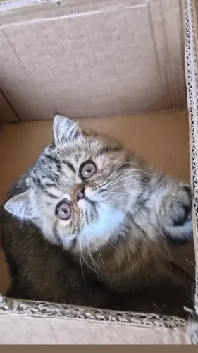 Filhote de Gato Exótico macho com Pedigree 