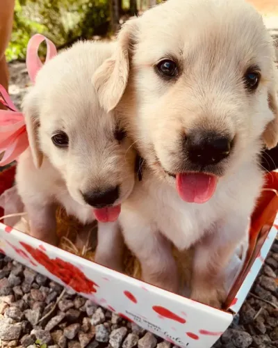 golden retriever porte grande