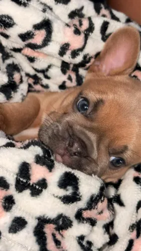 Bulldog Francês Macho Exótico