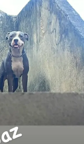 Doa-se pitbull CINZA