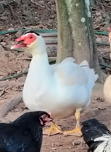 Vendo Patos