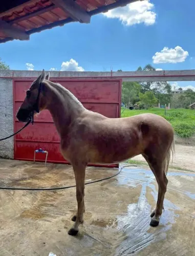 Potro mangalarga marchador 
