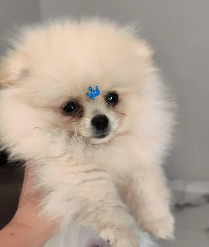 Cachorro