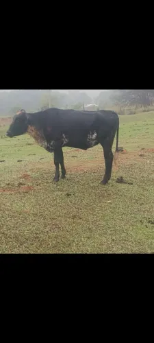 Vaca