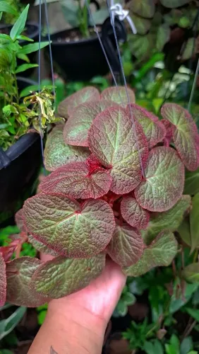 Mudas de Plantas: Begônia 