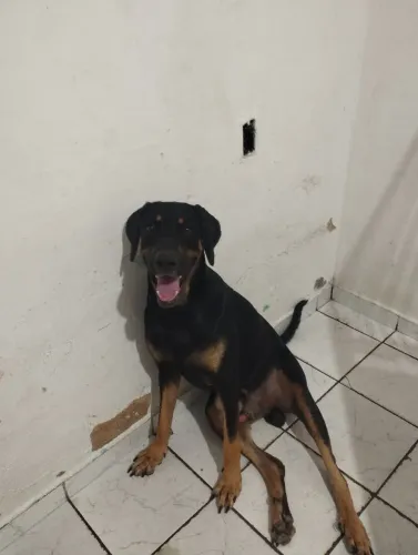 Procura-se namorada pro meu dobermann