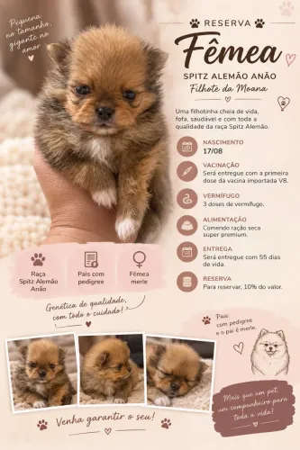 Spitz alemão anão