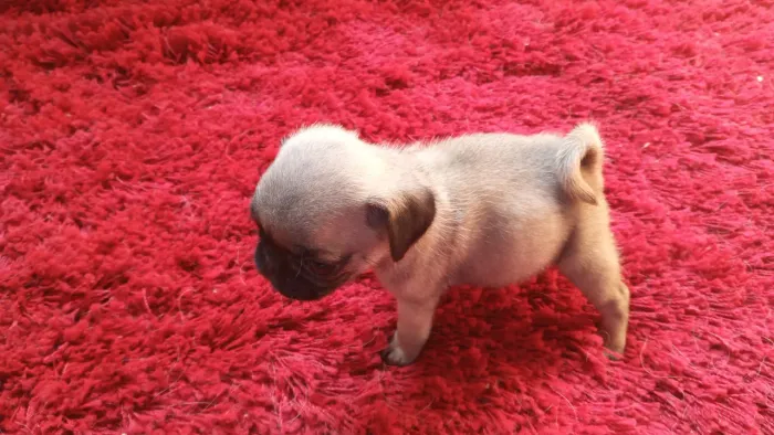 Pug mine