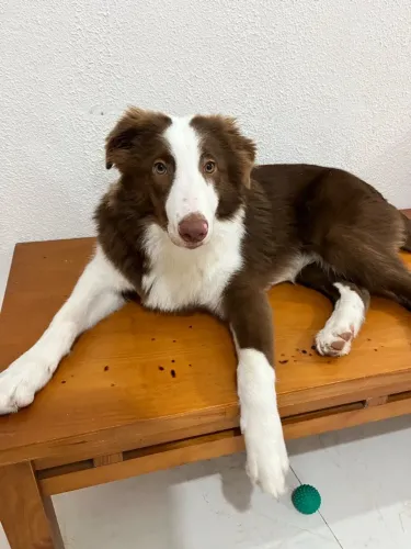 Cachorro Border Collie 