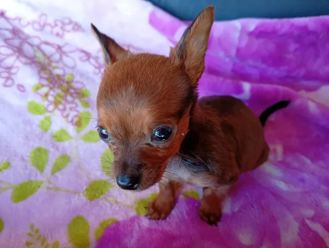 Cachorro pinscher 