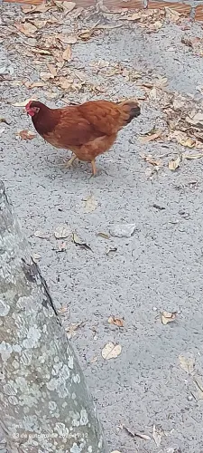 Galinha embrapa 051