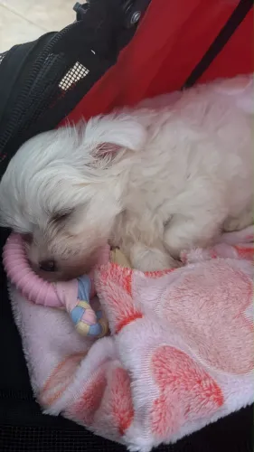 Maltês micro 4 meses