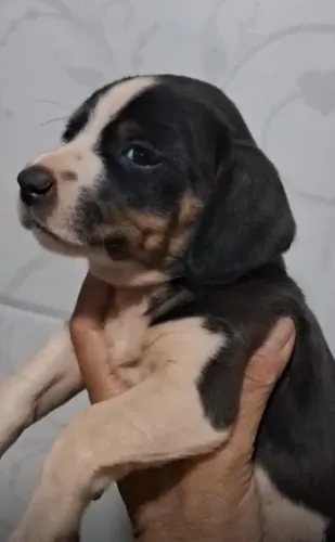 Basset teckel filhote disponivel