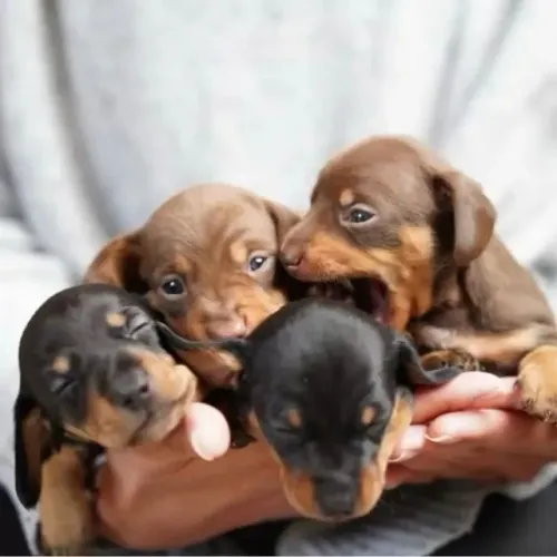 Dachshund: Encontre um Filhote para os Próximos Capítulos da Família