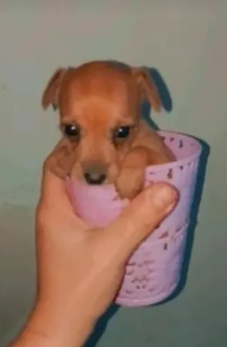 Pinscher mini filhotes