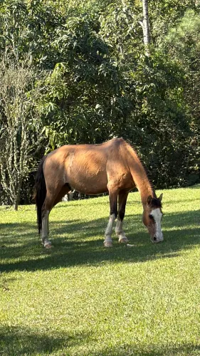 Cavalo Mangalarga 